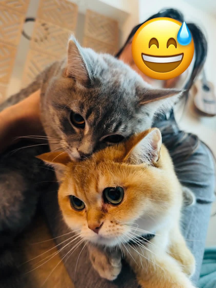 Billetera de Cuero Bifold con Motivo de Gatos Gemelos